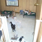 Dogs Playing together inside