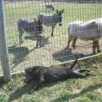 Dog Laying in Kennel with Farm Animals Behind