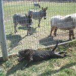 Dog Laying in Kennel with Farm Animals Behind
