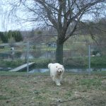 White Dog Playing Outside