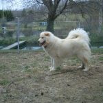 White Dog Standing Outside in Kennel