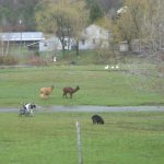Dogs Playing Outside