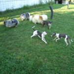 Dogs Playing Outside