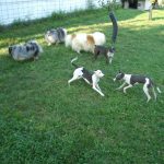 Dogs Playing Outside