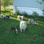 Dogs Playing Outside