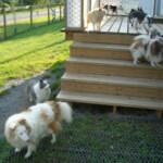 Dogs Playing Outside