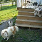 Dogs Playing Outside