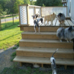 Dogs Playing Outside