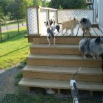 Dogs Playing Outside