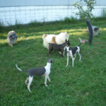 Dogs Playing Outside