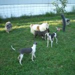 Dogs Playing Outside