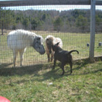 Dog Sniffing Donkeys through Fence