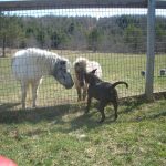Dog Sniffing Donkeys through Fence