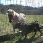 Dog and Pony playing together