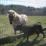 Dog and Pony playing together