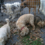 Dogs Playing Outside