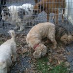 Dogs Playing Outside