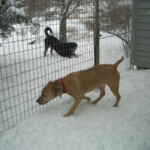 2 Dogs Playing outside in Snow