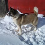 Dog Standing outside in the snow