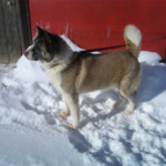 Dog Standing outside in the snow