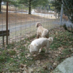 2 Dogs standing outside by fence