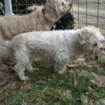 Dogs standing by fence