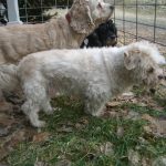 Dogs standing by fence
