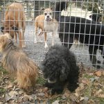 Dogs outside in kennel