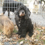 Dogs outside in kennel