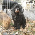 Dogs outside in kennel