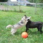 2 Dogs playing outside with orange ball