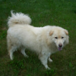White Happy dog standing in grass