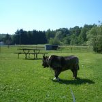 Dog standing outside in grass