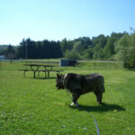 Dog standing outside in grass