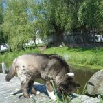 Large dog standing on dock