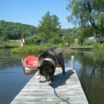 Dog playing outside on dock