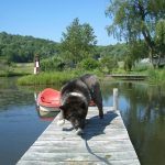 Dog playing outside on dock