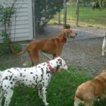 Dogs playing outside in kennel