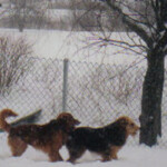 2 Dogs playing outside in snow