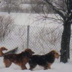 2 Dogs playing outside in snow