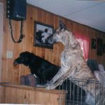 Two Dogs Waiting Inside at Door