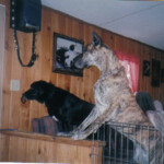 Two Dogs Waiting Inside at Door